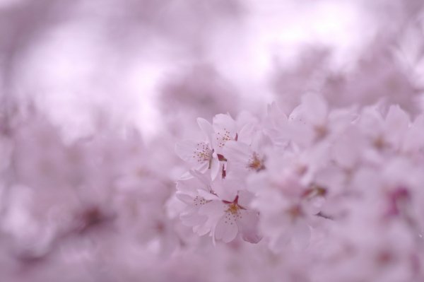 Image (22)