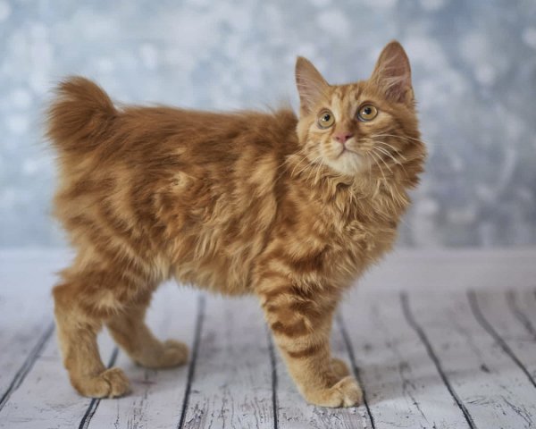 Курильский бобтейл котенок
