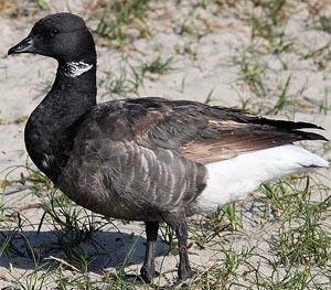  - Казарка черная Branta.bernicla.mp3