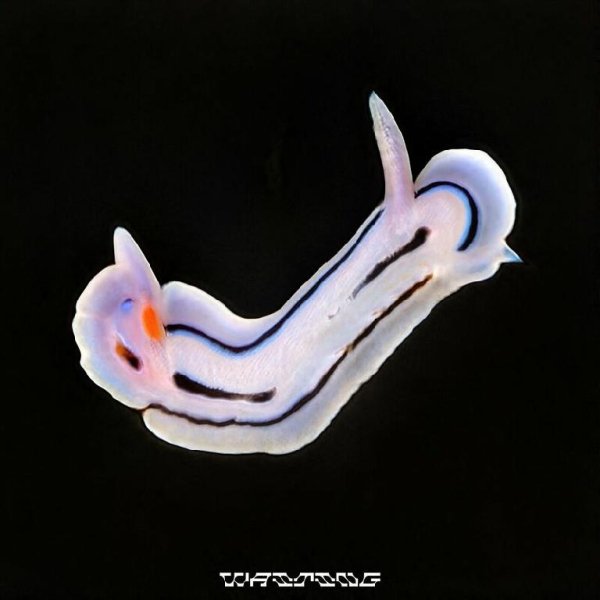 Sub Focus/Pola &amp; Bryson/Kelli-Leigh - Waiting (VIP)