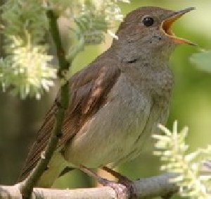 The Sounds Of Nature - Дуэт со сверчками