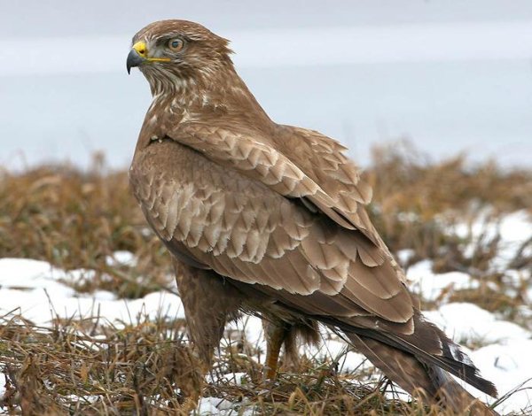  - Канюк Buteo.buteo.mp3