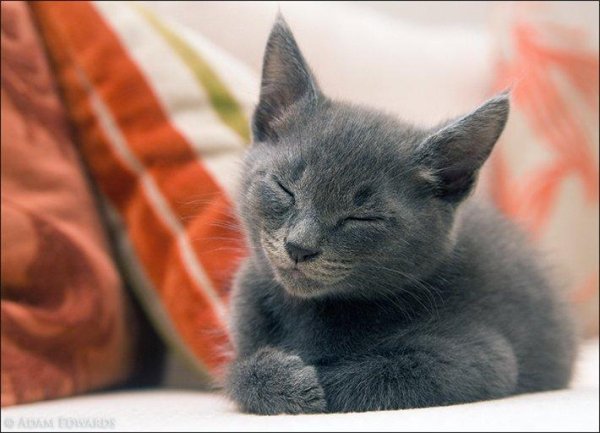Cat - Cat