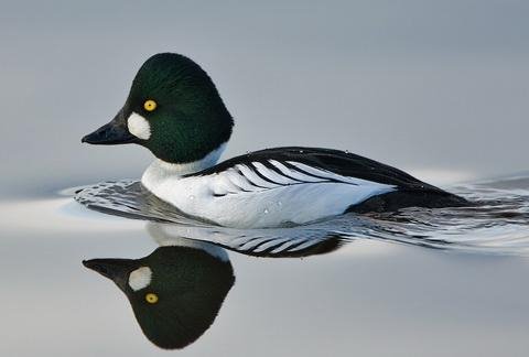  - Гоголь Bucephala.clangula.mp3