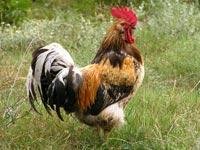 Уморительные миксы животных - Remix Chicken