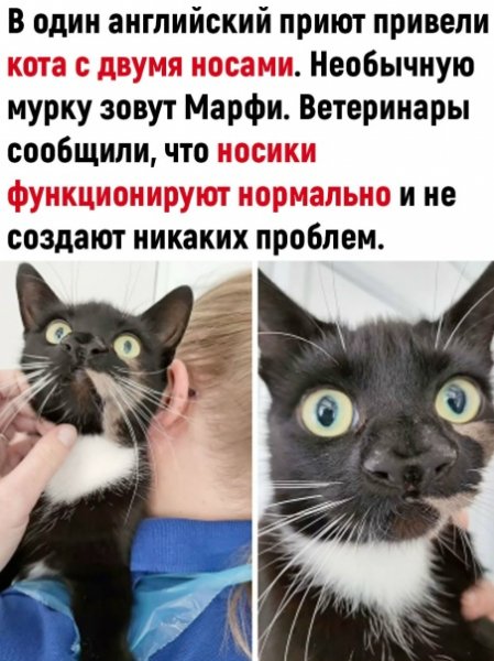 Марфи