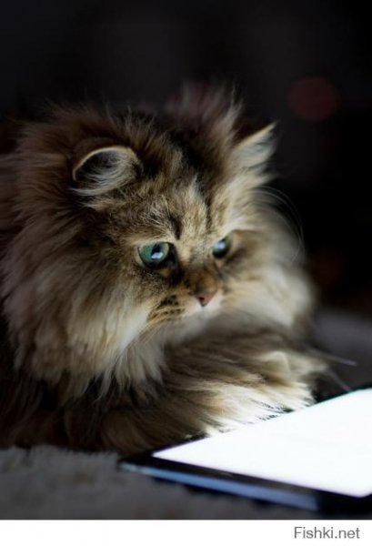 котэ