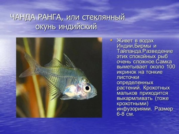 Чанда ранга