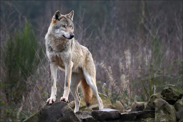 Alpha-Wolf
