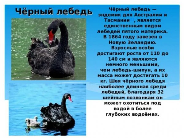 Черный лебедь