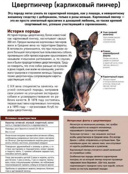 Цвергпинчер