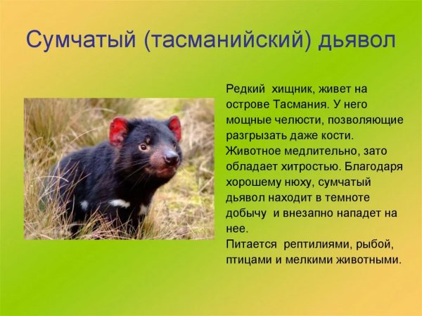 Сумчатый дьявол
