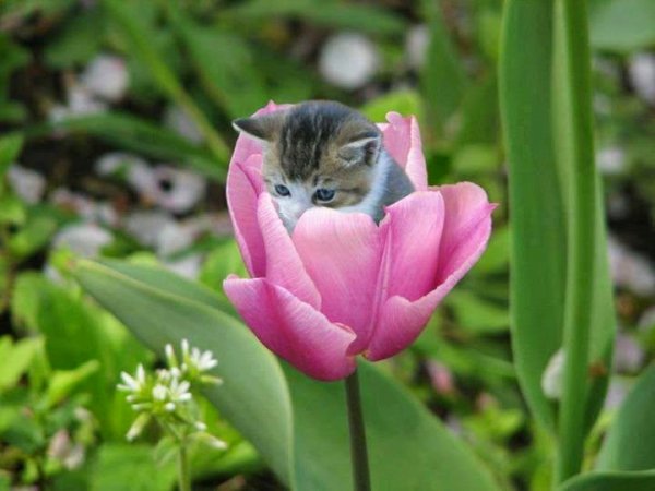 Котик