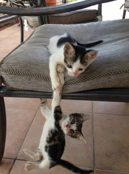 Котаны