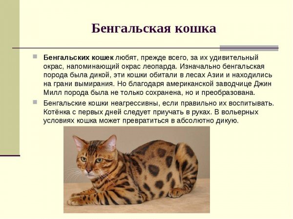 Бенгальская кошка