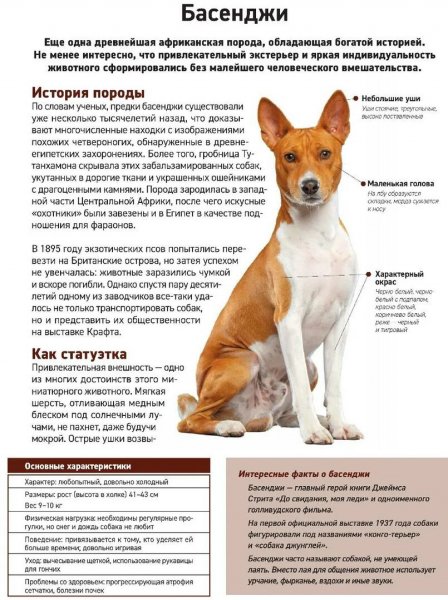Басенджи