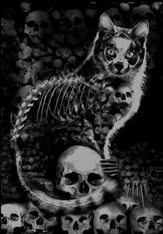 Skeleton cat