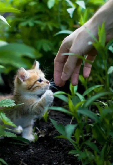 Котята~09