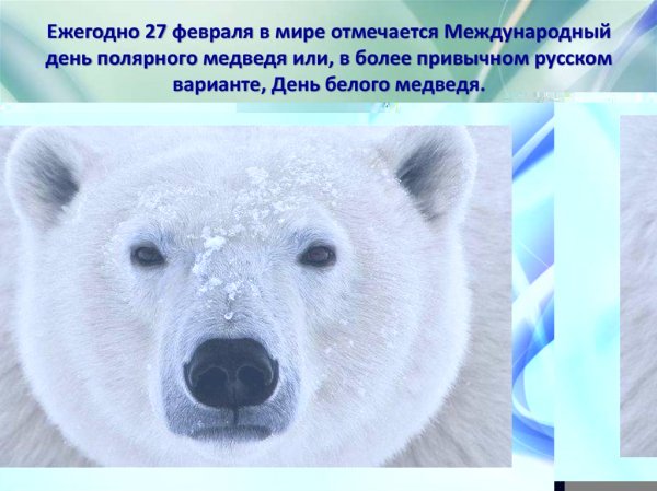27 февраля день полярного медведя