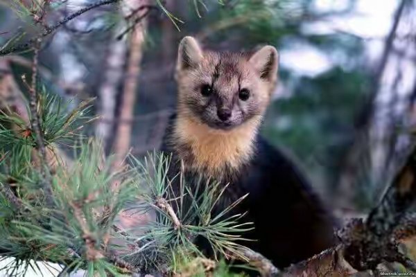 inka