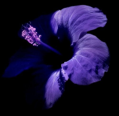 IMG-bb088d550b4296a3d4f0d6958b2c0168-V