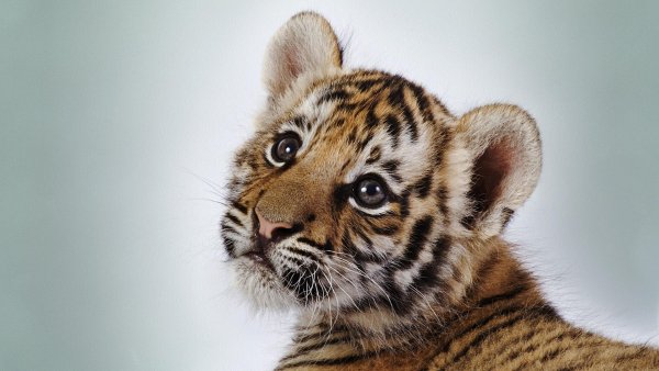 hq-wallpapers ru animals 1991 1920x1080