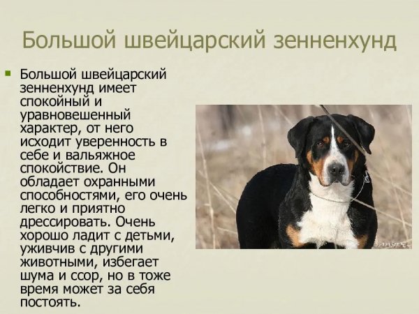 Зенненхунд