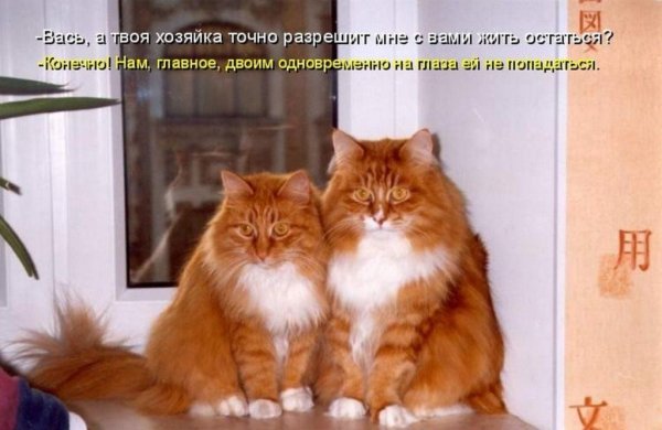 Опаньки!
