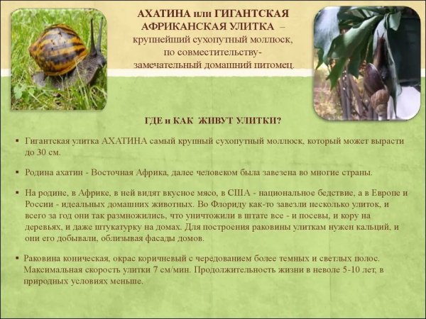 Ахатина