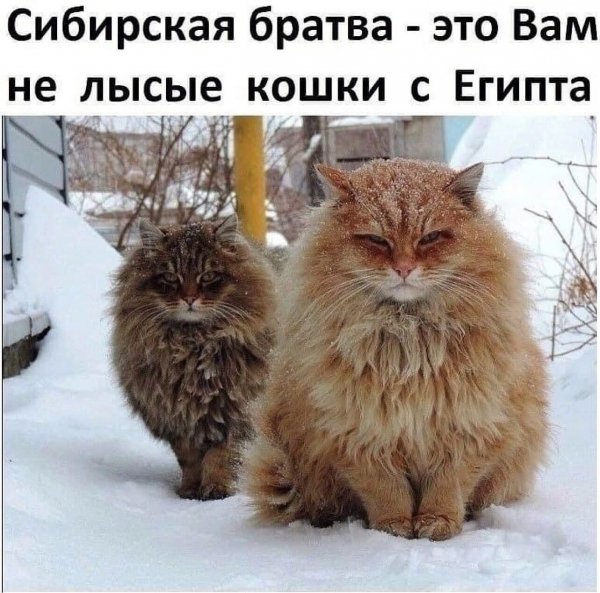 IMG 20240203 232433
