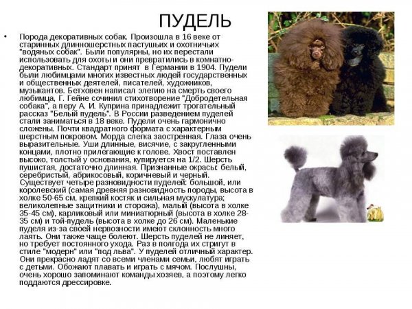 Пудель