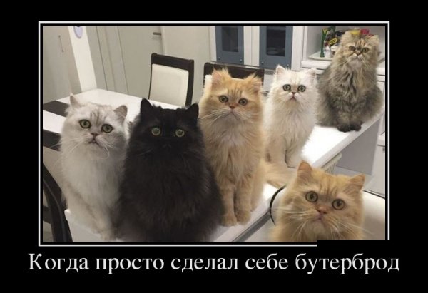 Сделал бутерброд