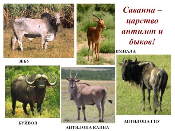 Саванна