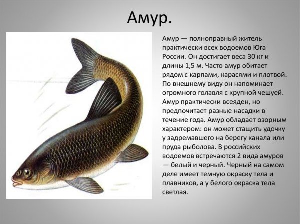 Амур