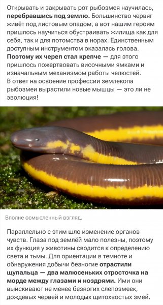 Не Рыба, не Змея