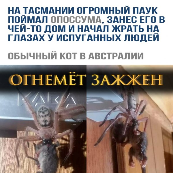 Паук поймал опоссума