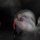 file_54153144