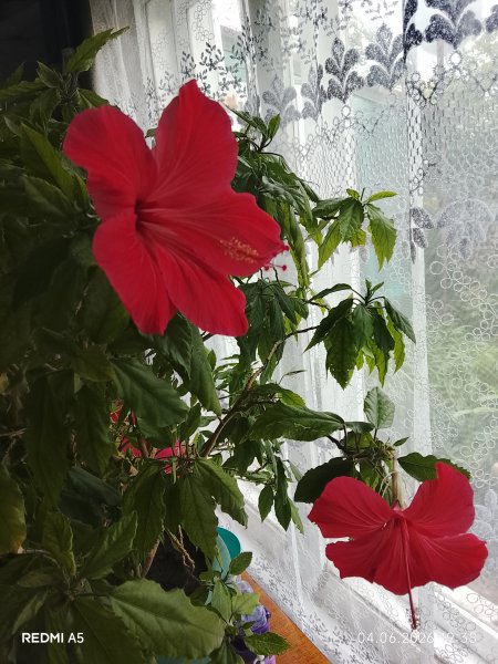 picture_413925052