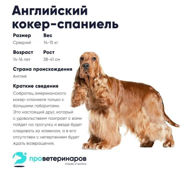 Английский кокер спаниель
