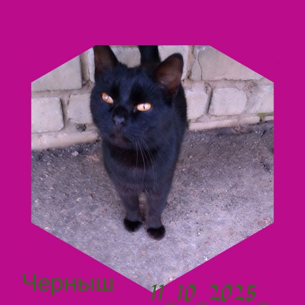 К о т Черныш
