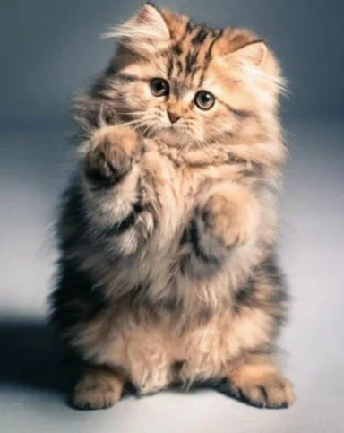 Котята~08