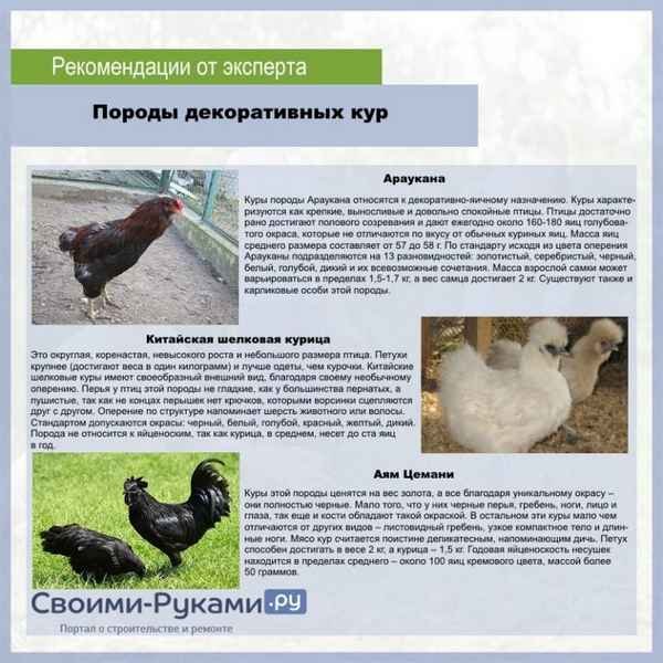 Породы декоративных кур