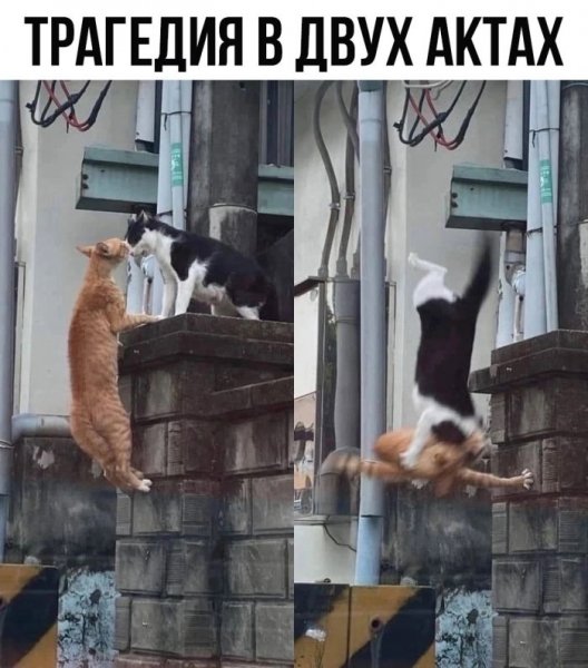 Dccf0b3ce5 otbornyj-jumor-v-kartinkah-i-memah-s-nadpisjami-2