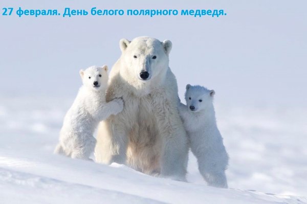 27 февраля день белого медведя