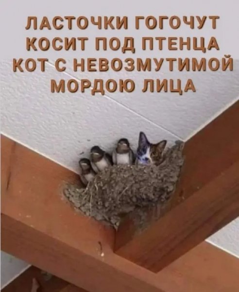 Memy-kotorye-delajut-jetot-den-terpimee-10