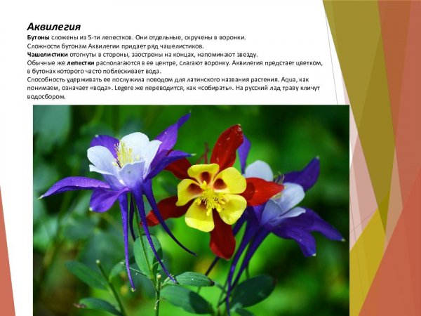 Аквилегия