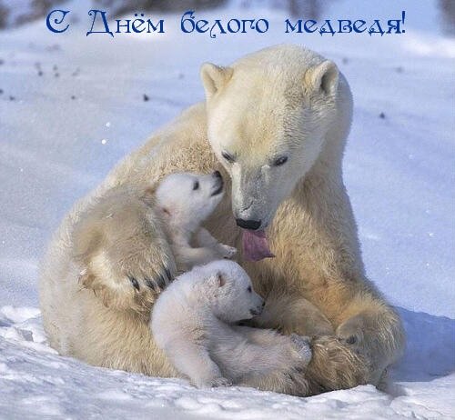 27 февраля День белого медведя