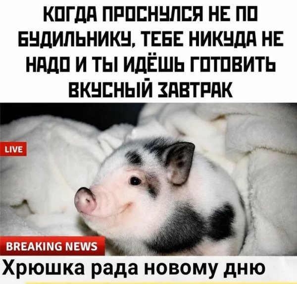 Dn4rpzkx