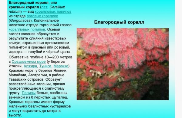 Благородный коралл