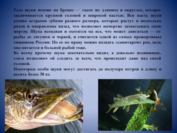 Щука